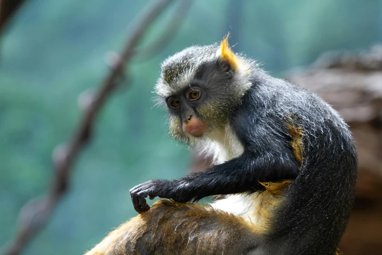 a grey and yellow monkey sitting on a nch