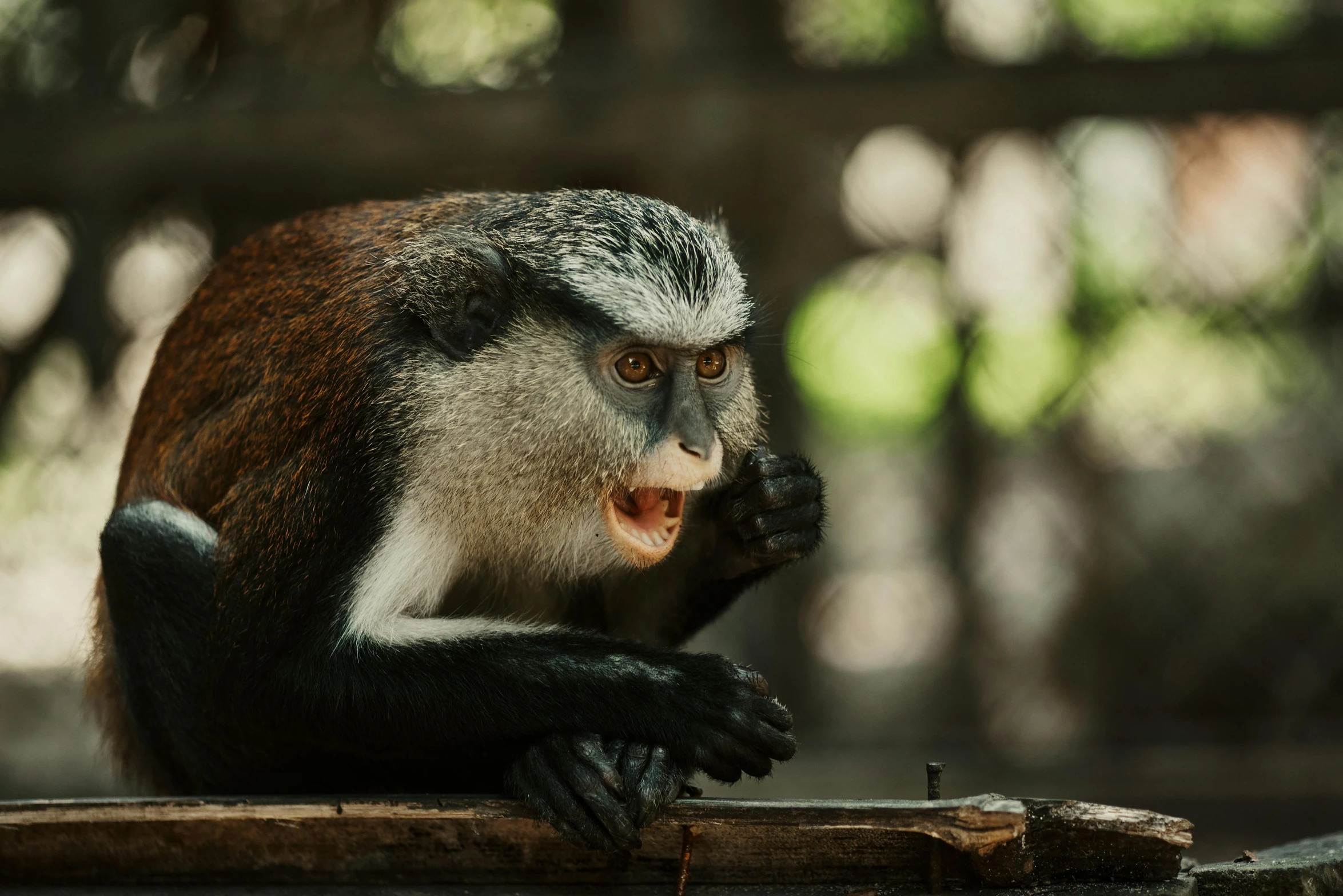 a monkey sitting on top of a wooden piece