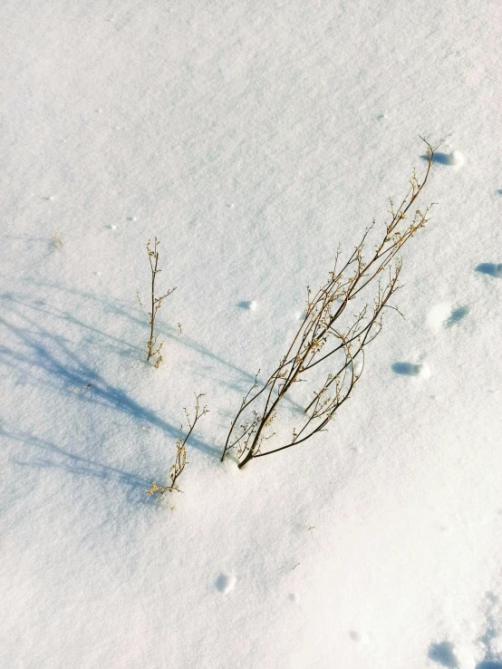 snow has been blanketed with small plants and leaves