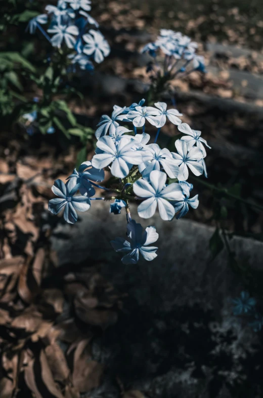 many blue and white flowers with dark leaves