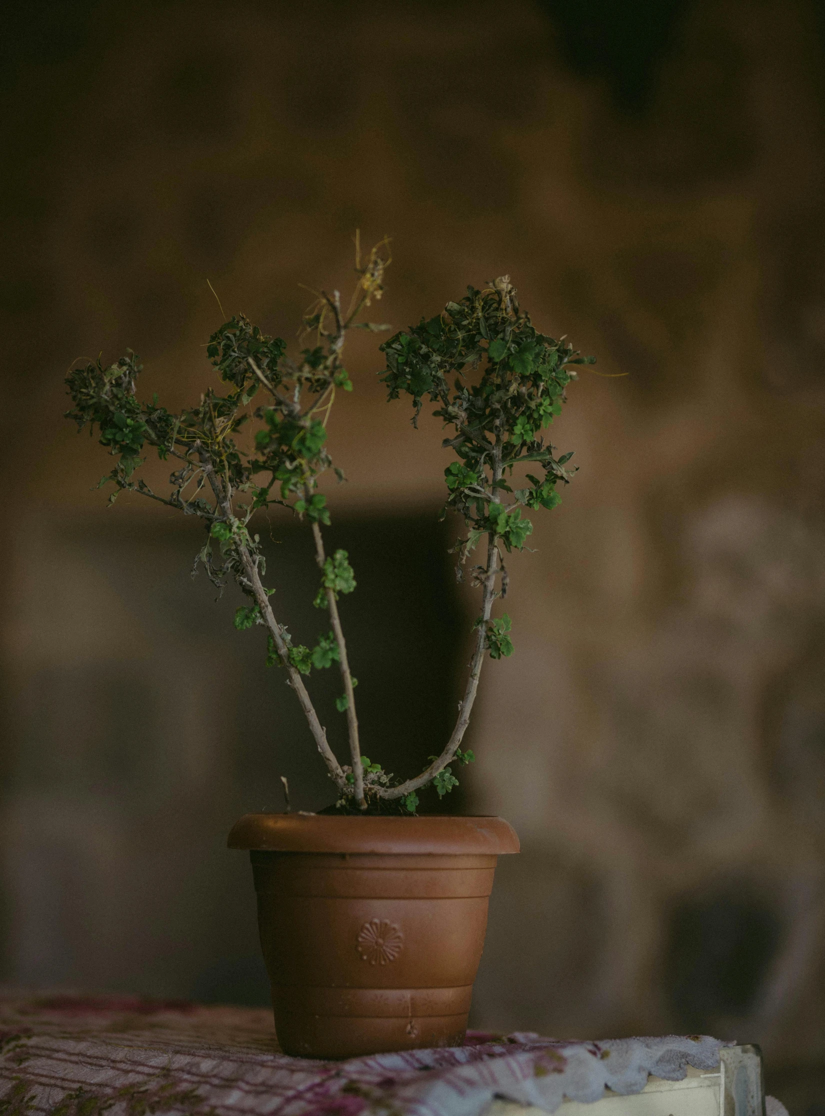 a little plant is growing from a potted tree