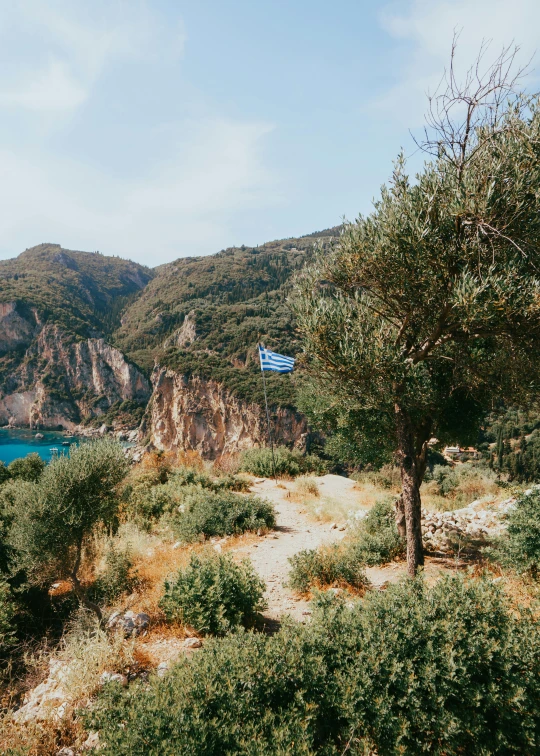 a mountain area with an olive tree and some vegetation