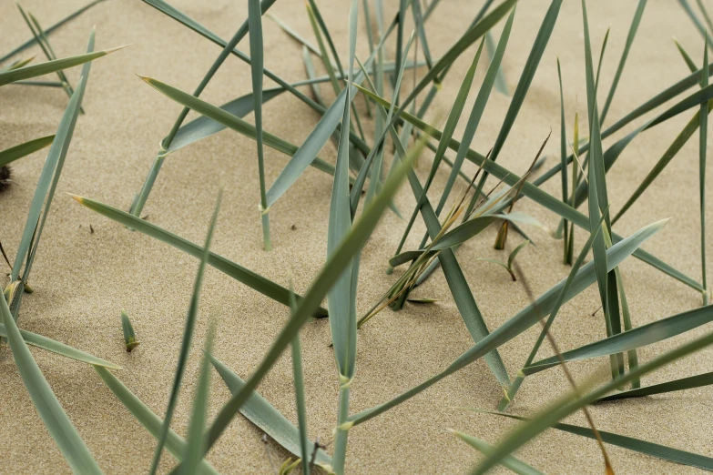 a close up of grass and sand on the ground