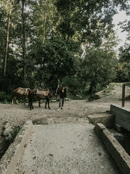 several horses on the dirt and grass beside some trees