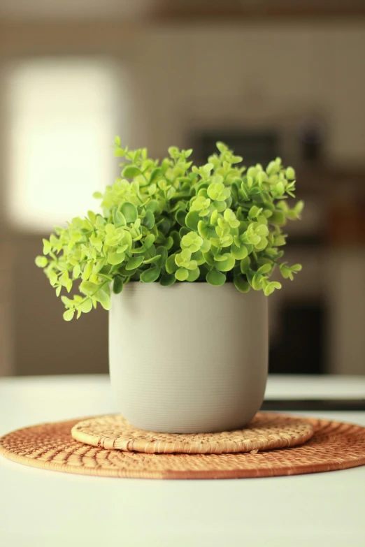 a small plant with green leaves in a round pot on a mat