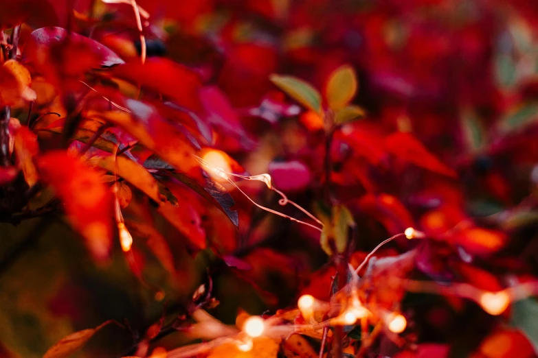 colorful fall leaves in full bloom with lights