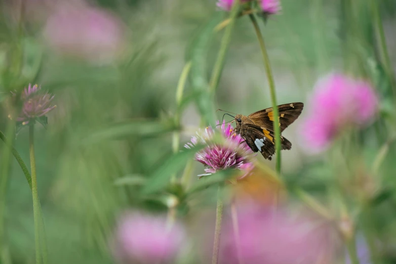 an image of a close up of a small erfly