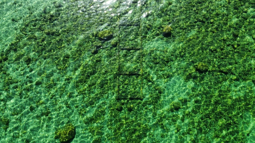 the aerial po shows a green area with very long thin trees