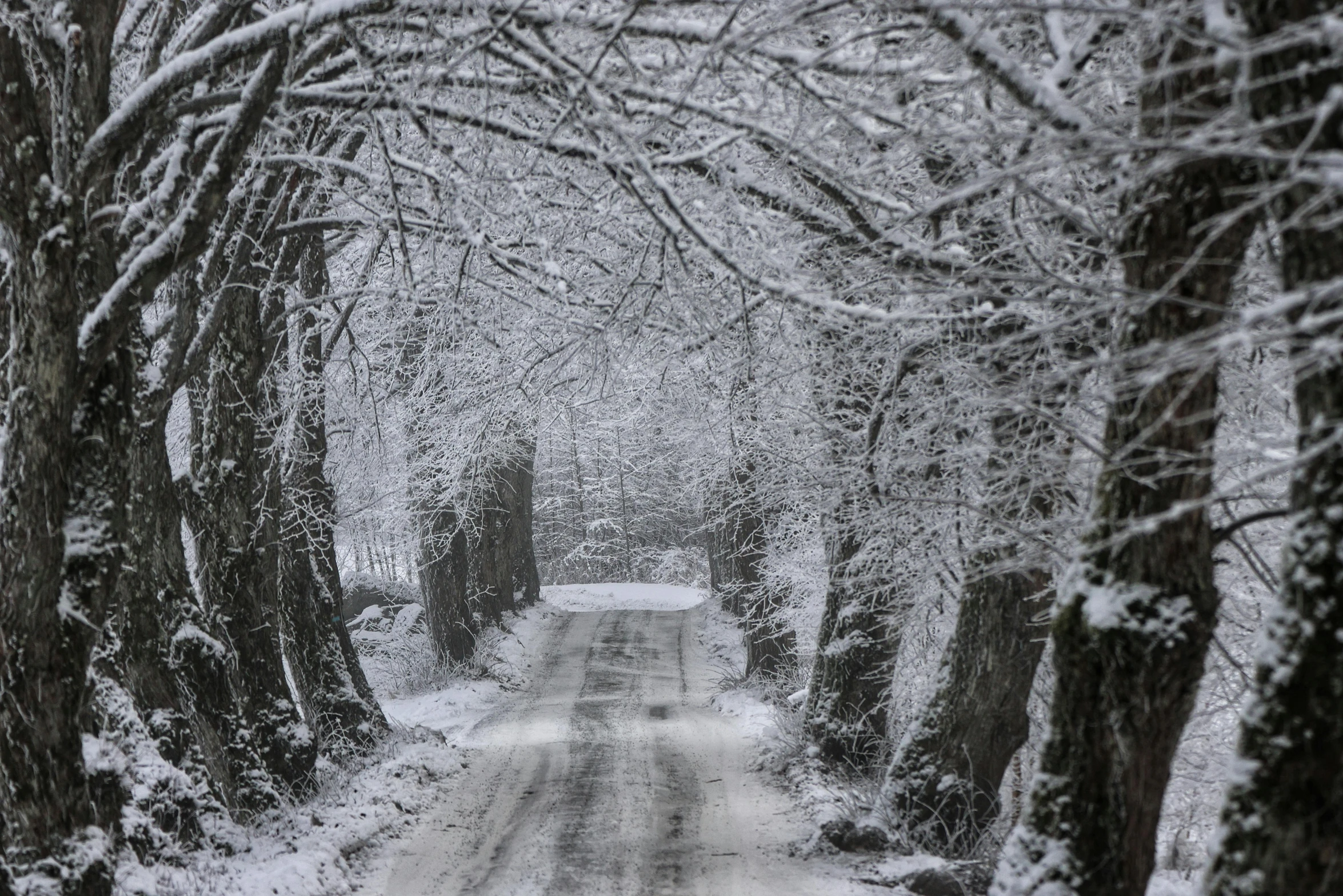 snowy view of a country road in front of bare trees