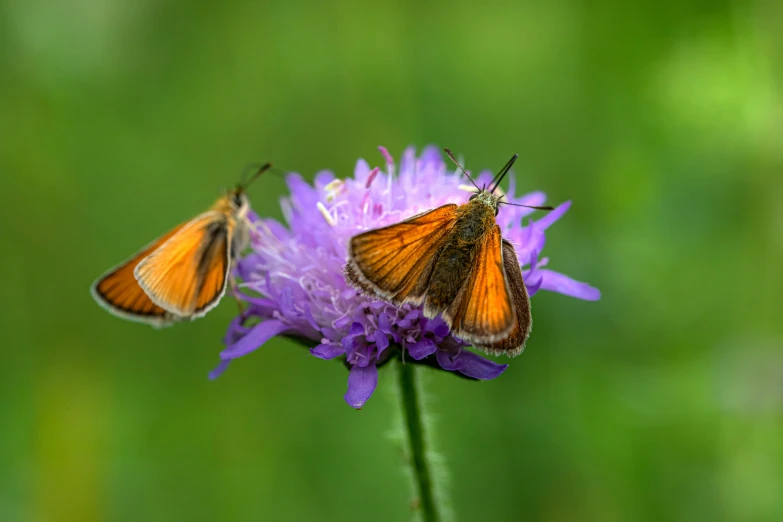 two small orange and brown erflies on a purple flower