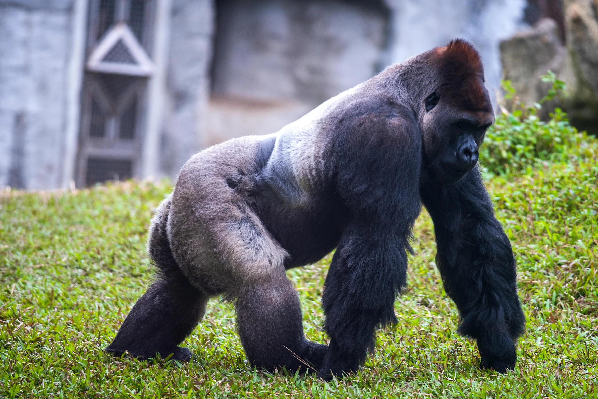 the gorilla is being observed by its trainer