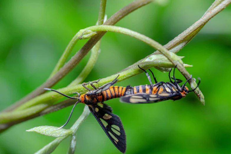 two bugs mating on a plant with green stems