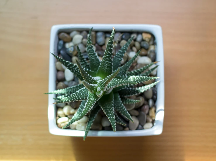 a small potted plant sits on a table