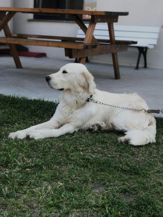 a white dog laying in the grass with a black leash on