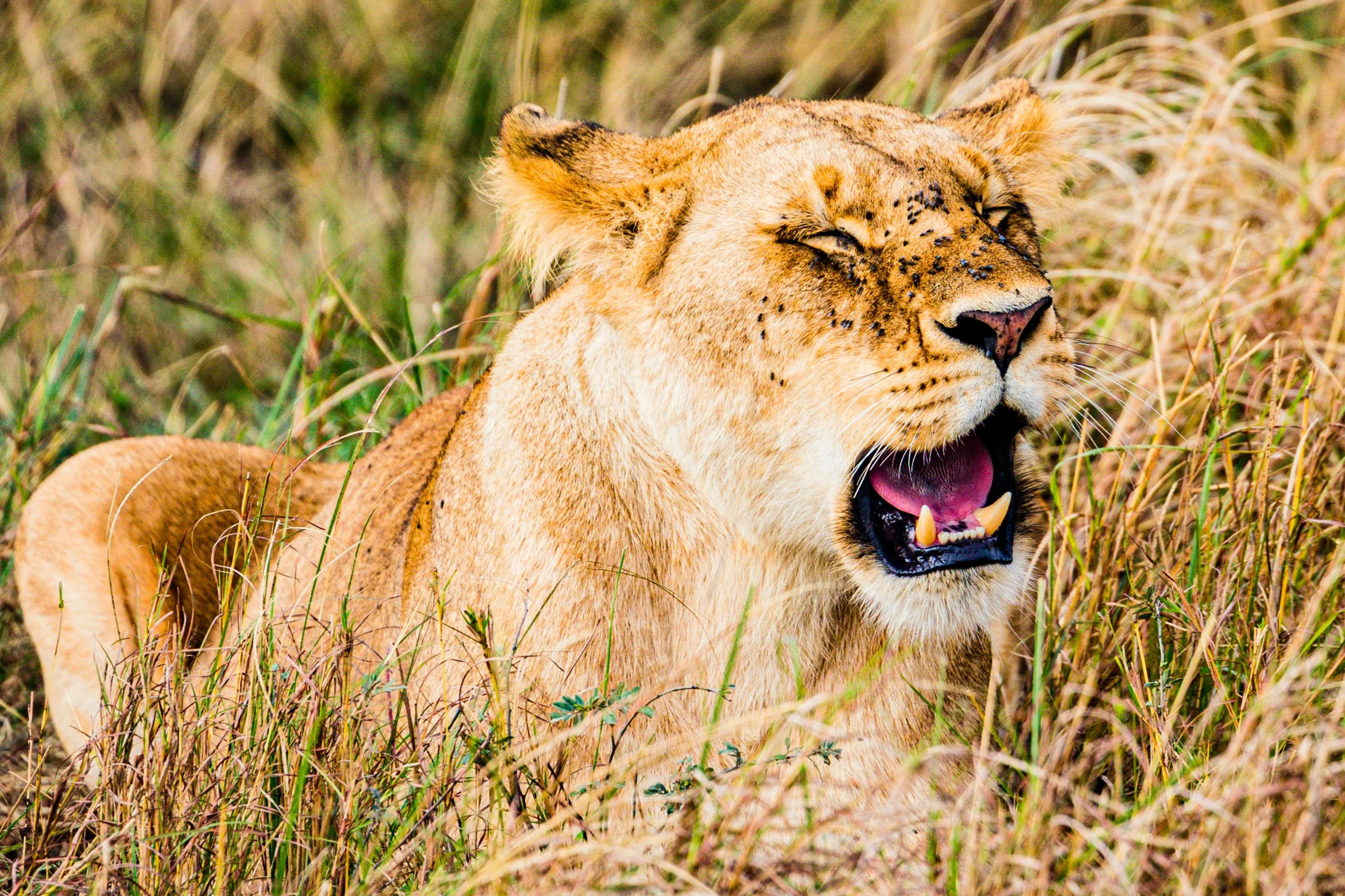 a lion sits in tall grass, open mouth