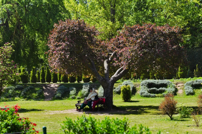 two people are sitting on a bench under the tree