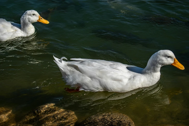 two ducks are swimming on the water