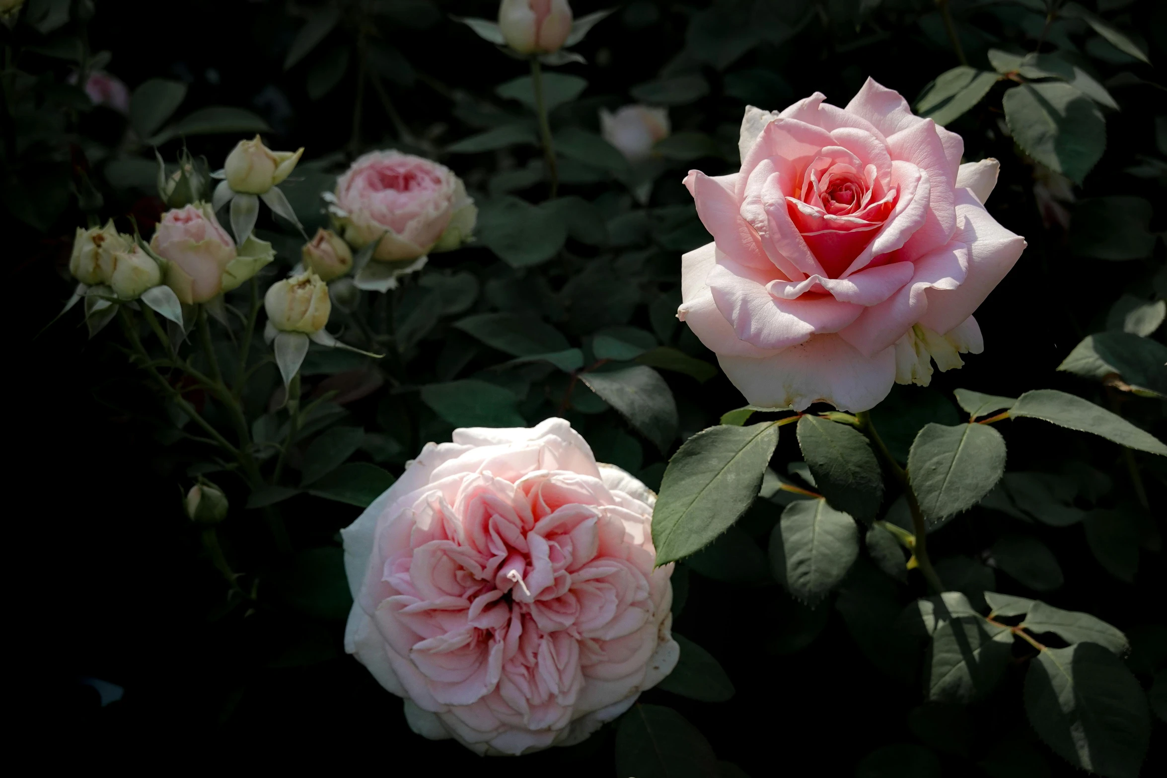 two pretty roses in bloom sitting next to each other