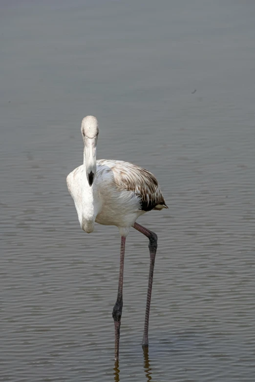 a large bird walking along the water in the middle of the ocean