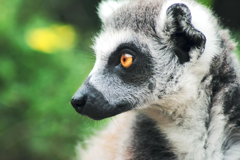 the side view of a small gray lemur looking straight ahead