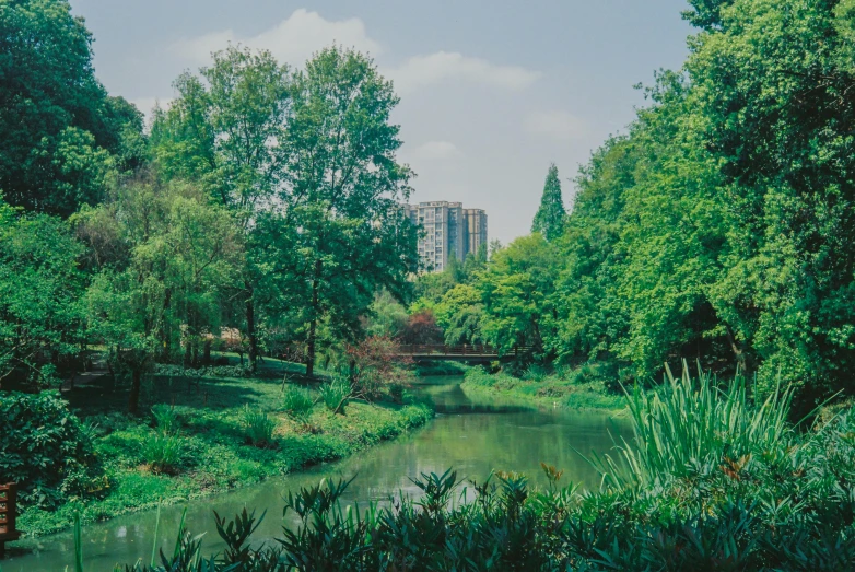 the trees and shrubs surround the creek