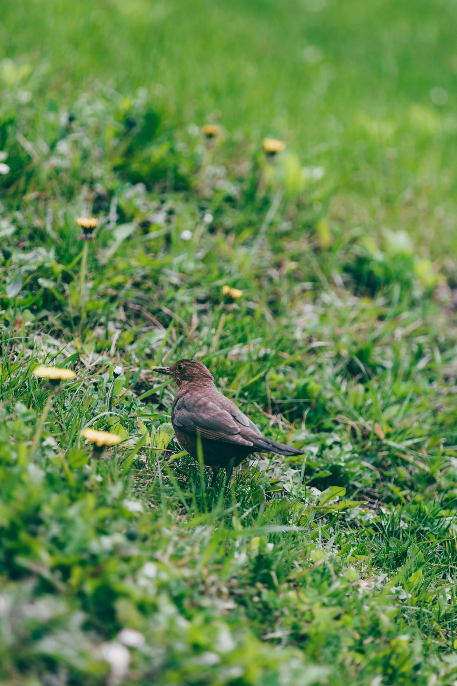 bird standing on grassy area with small yellow flowers