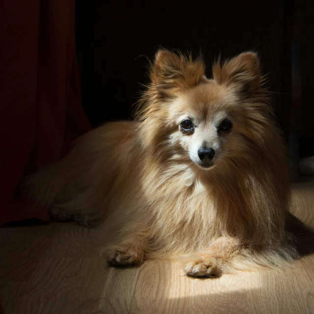 a long haired dog laying on the ground