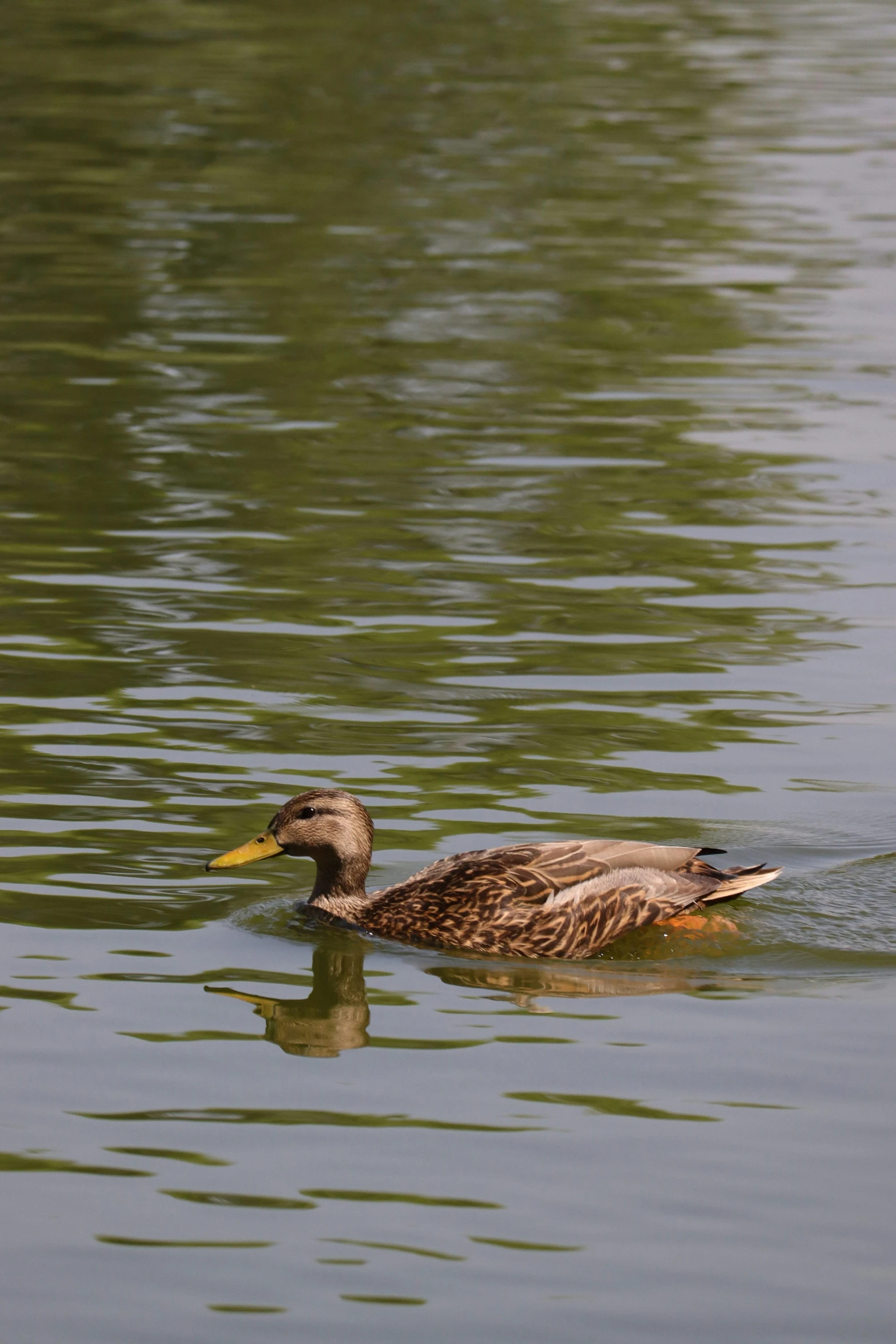 a duck in a lake with his head under water