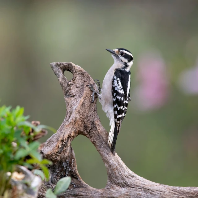 a bird sits on top of a fallen tree nch