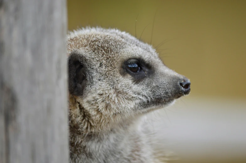 close up view of a small animal in an enclosure