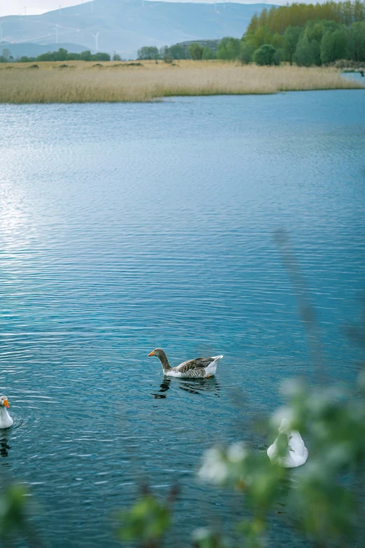 two ducks swim across the water in front of trees