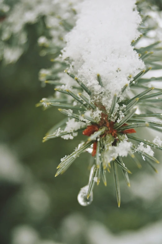 the snow is covering the top of a fir