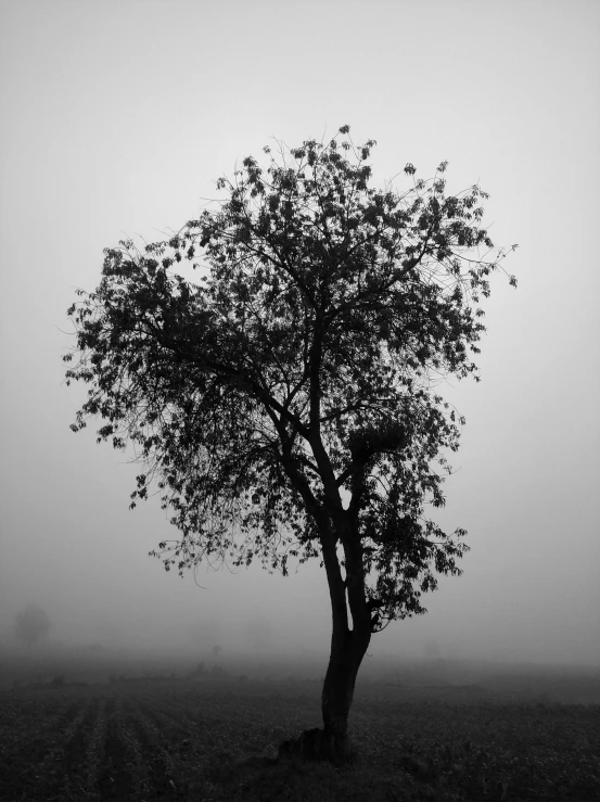 an oak tree with leaves in black and white