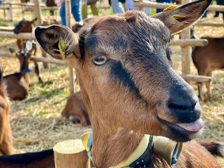 a goat with an ear tag in its mouth