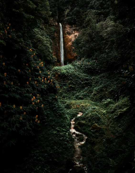 a small stream is seen in the foreground next to a forest