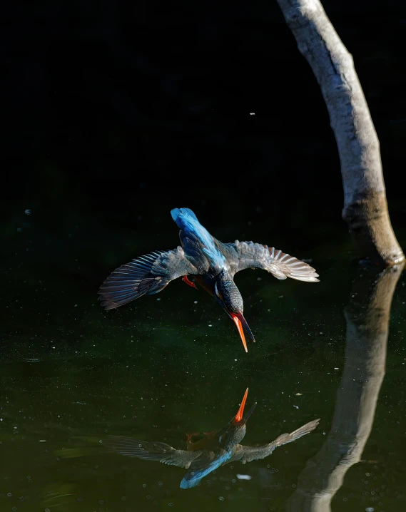 a large blue bird flying over the water