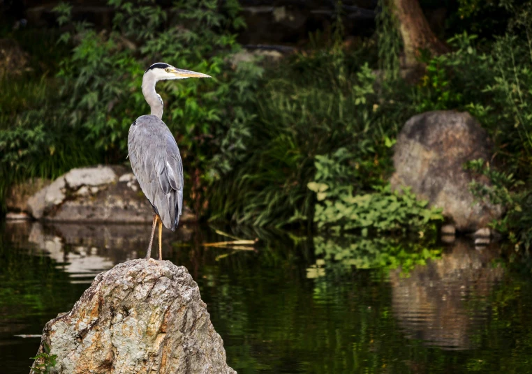 a grey bird is perched on the rock in front of water