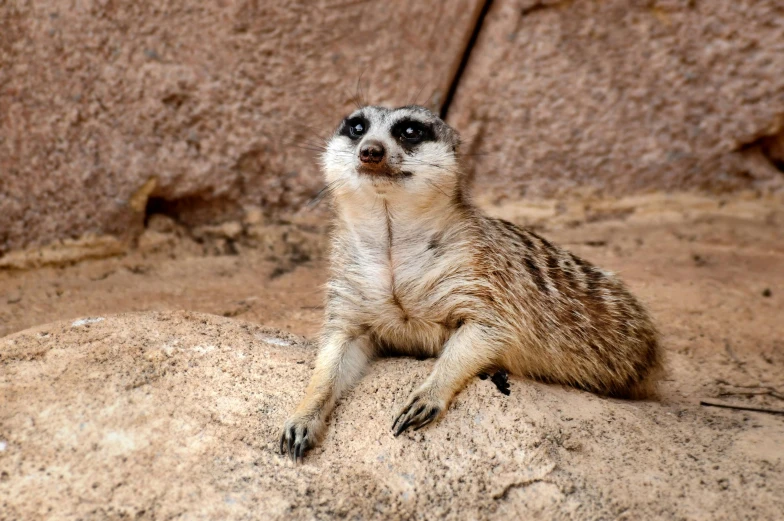 a young meerkat standing on top of a sandy mountain