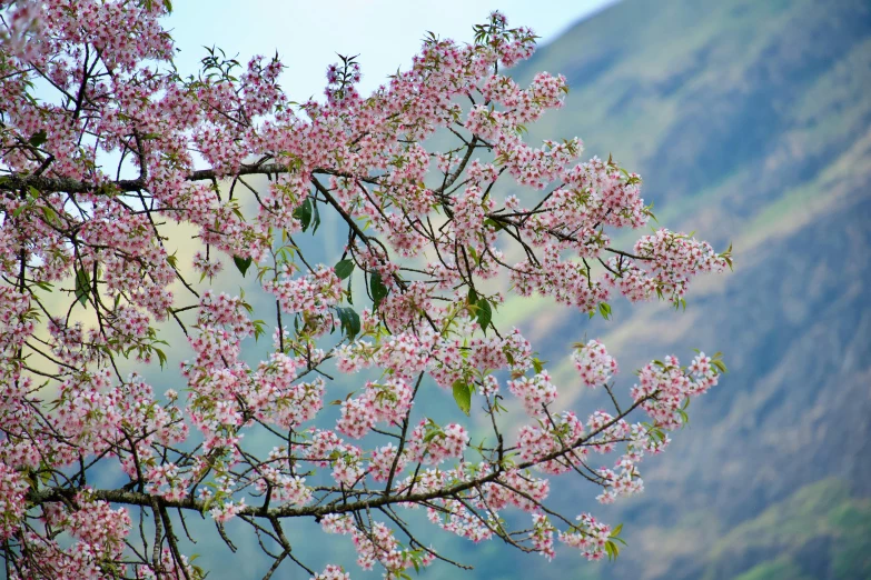 the nches of a tree in blossom with a valley in the background