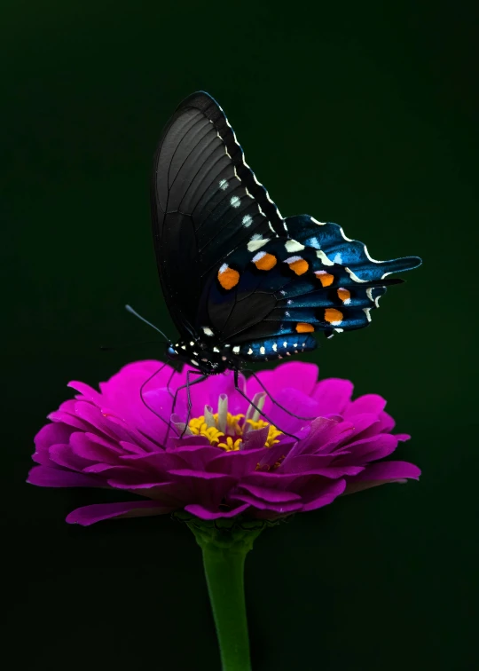 an insect on a flower with a green background