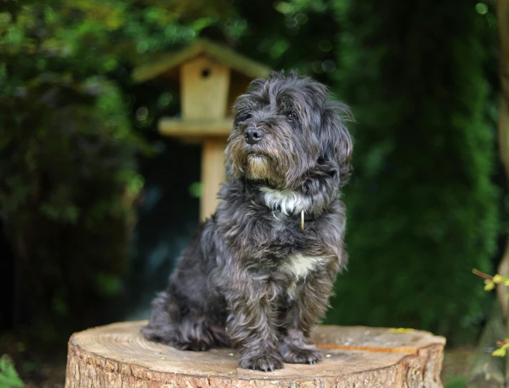 a black dog is sitting on a piece of wood