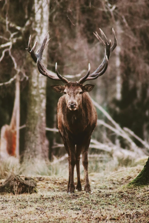 large deer standing in a forest with large antlers on its horns