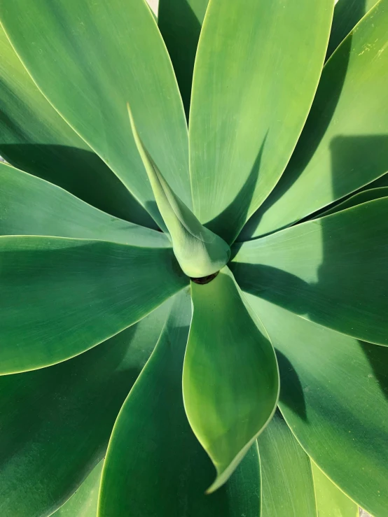 an image of a close up of a large green plant