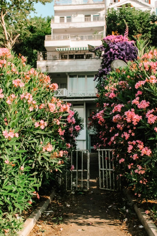 many plants in front of a house