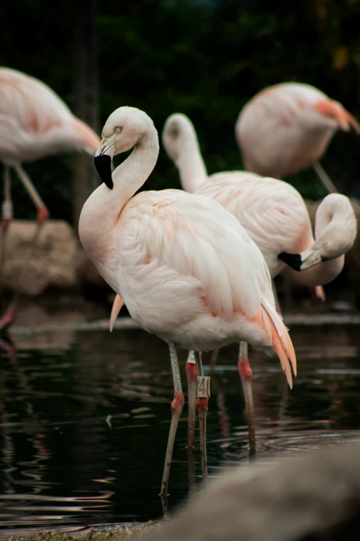 flamingos standing together, drinking water in a pond