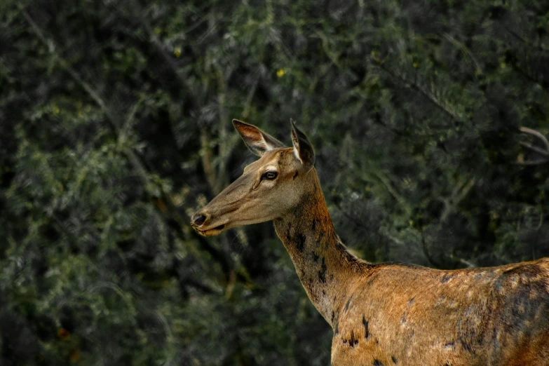 an old po of a deer in the woods