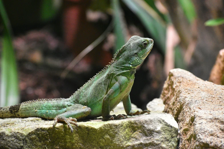 a lizard that is sitting on some rocks