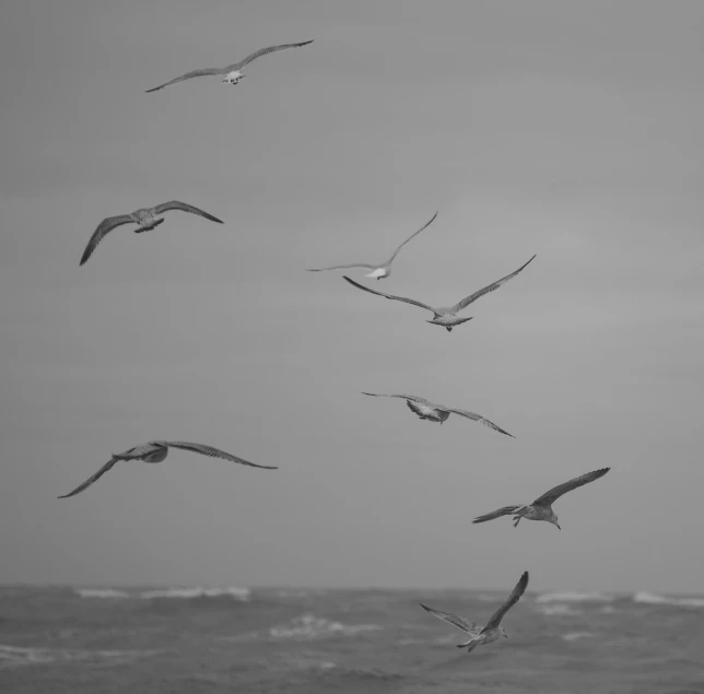 seagulls are flying in black and white above the water