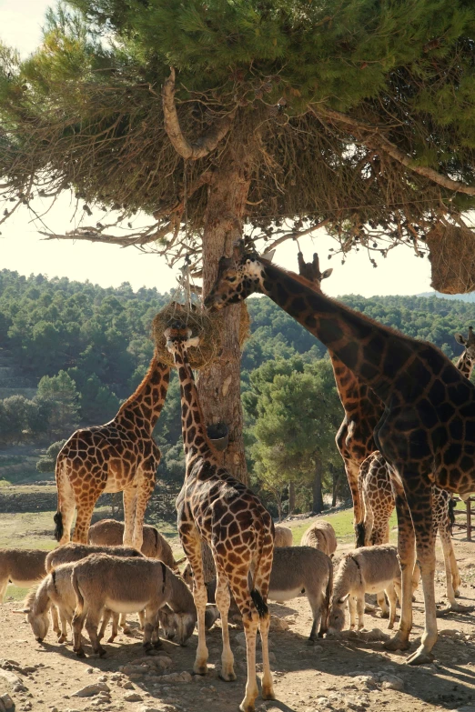 a group of giraffes are grazing on leaves from a tree