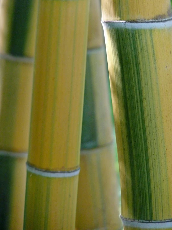 several rows of bamboo sticks in a grassy area